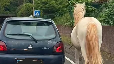 Cavalo levado com trela presa a carro