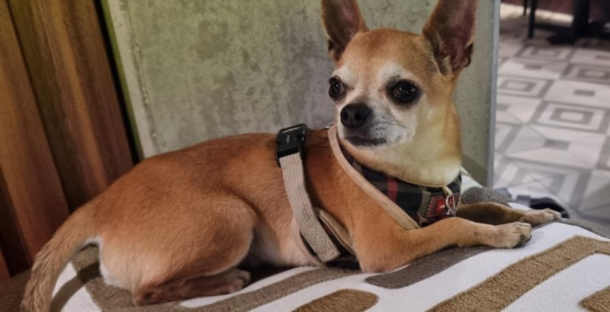 Cão desaparecido no Funchal