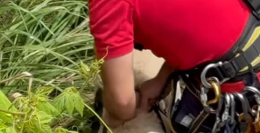 Cão cai num poço e é resgatado pelos bombeiros