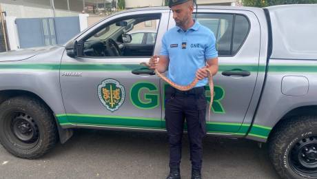 Cobra encontrada numa habitação no Caniço; homem identificado pela GNR