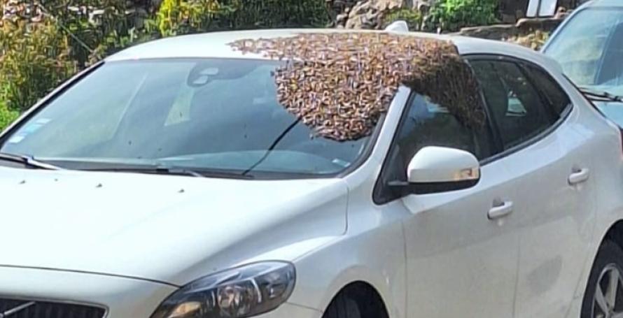 Enxame de abelhas invade carro (Com vídeo)