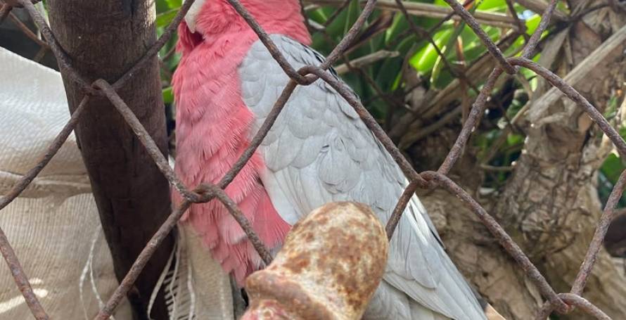 Catatua encontrada na Choupana
