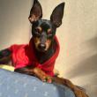 Cão desaparecido em Santo António