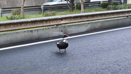 Pato na via rápida provoca congestionamento no trânsito