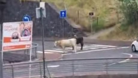 Vacas à solta na estrada no Funchal e atravessam passadeira
