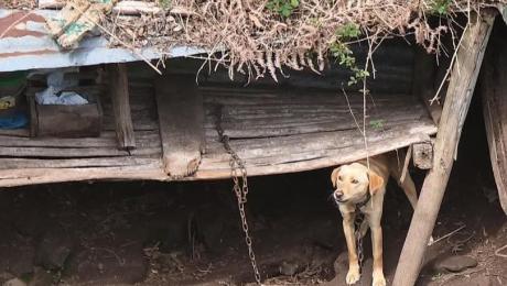 Cão encontrado acorrentado num sítio isolado e sem comida
