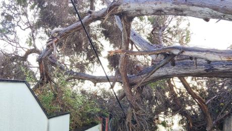 Três carros atingidos por árvores; árvore de grande porte entre dois muros junto a casa