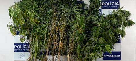 Apreendidas 31 plantas de canábis após alerta para violência doméstica