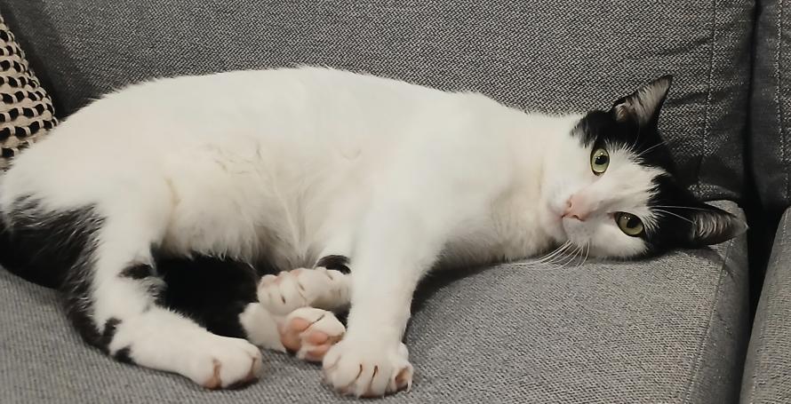 Gata desaparecida no Caniço
