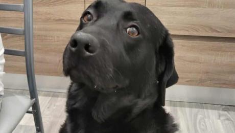 Cão desaparecido há duas semanas na Cancela