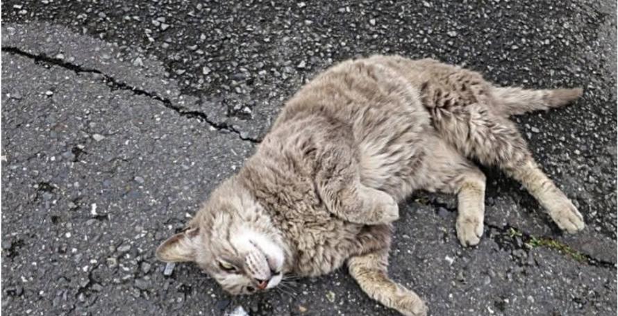 Sete gatos morrem envenenados