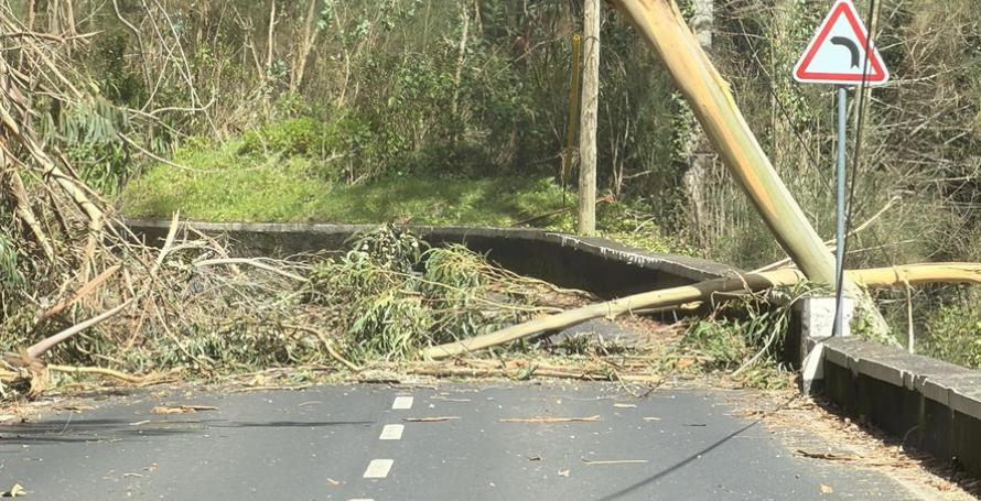 Queda de árvore condiciona estrada
