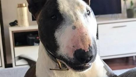 Cão desaparecido no Campanário
