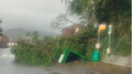 Árvore destrói paragem de autocarros