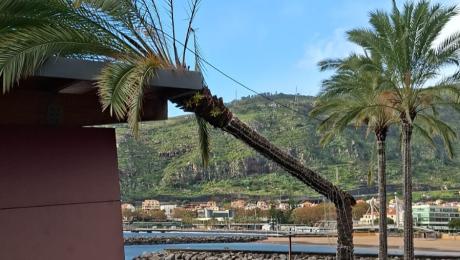 Sítio isolado no Santo da Serra, palmeira parte e cai em edifício e queda de vedação da Zona Franca fecha estrada