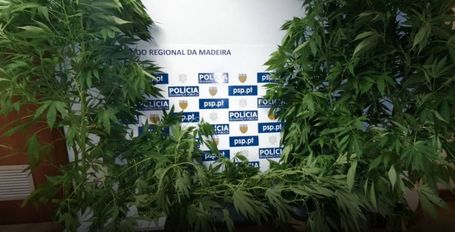 PSP detém homem com mais de 1500 doses de cannabis no Funchal