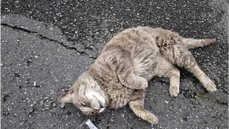 Sete gatos morrem envenenados