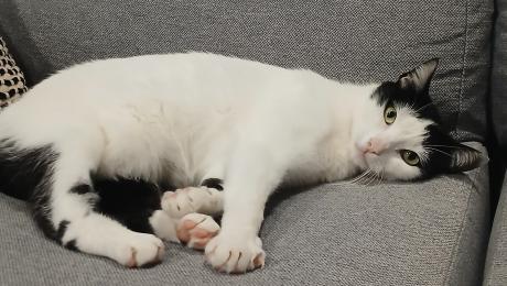 Gata desaparecida no Caniço