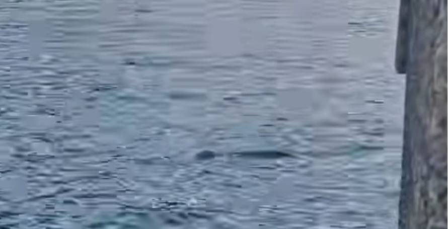 Bandeira vermelha hasteada em Santa Cruz devido à presença de lobo marinho (Com vídeo)