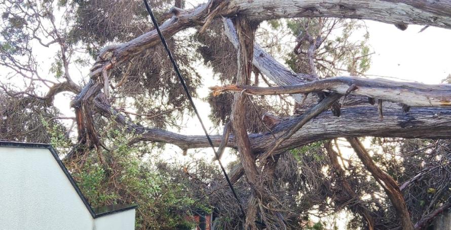 Três carros atingidos por árvores; árvore de grande porte entre dois muros junto a casa