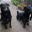 Três cães desaparecidos no Funchal