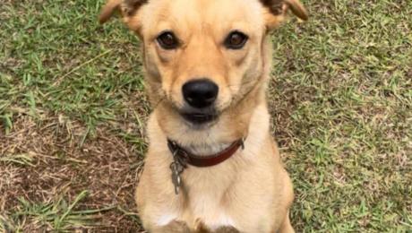 Cadela desaparecida na Ponta do Sol