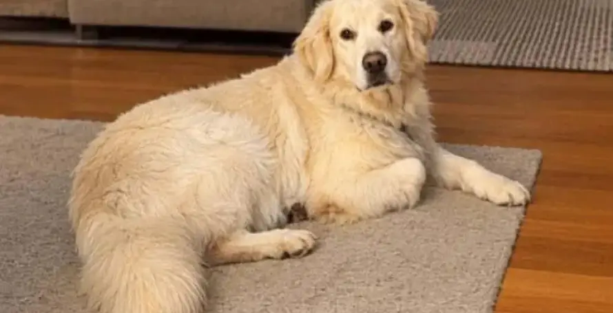 Cão desaparecido na zona da Cancela