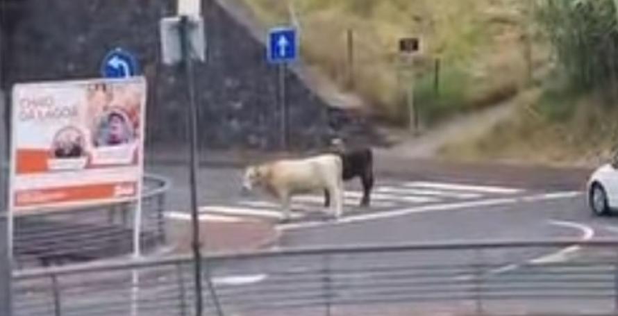 Vacas à solta na estrada no Funchal e atravessam passadeira