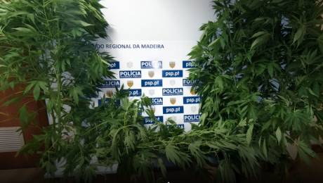 PSP detém homem com mais de 1500 doses de cannabis no Funchal