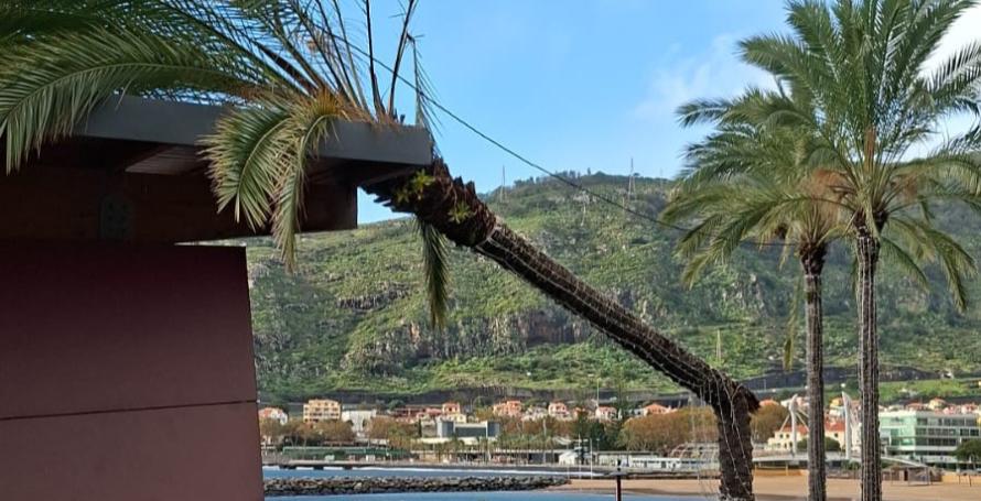Sítio isolado no Santo da Serra, palmeira parte e cai em edifício e queda de vedação da Zona Franca fecha estrada