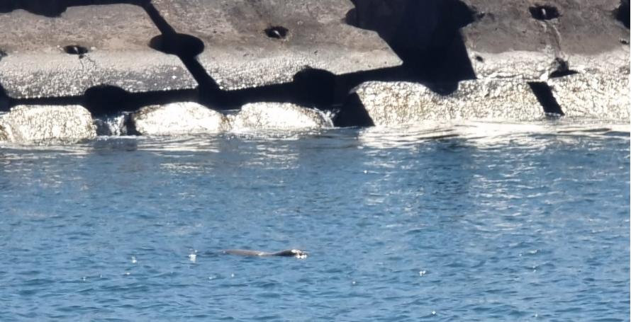 Lobo marinho aparece na praia da Ponta do Sol e obriga banhistas a saírem da água (Com vídeo)