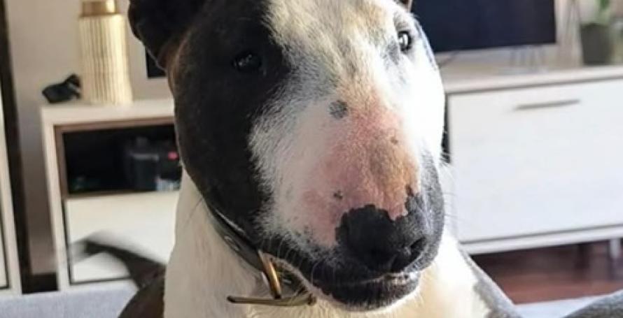 Cão desaparecido no Campanário
