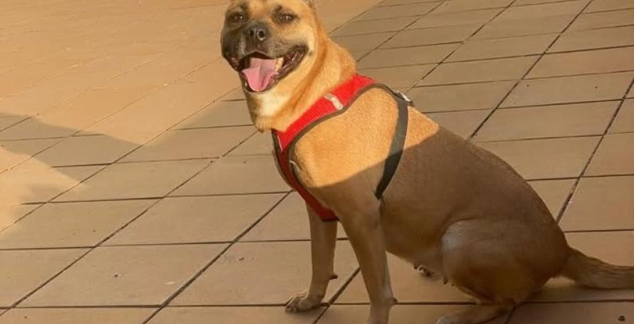 Cadela desaparecida há três dias no Jardim da Serra