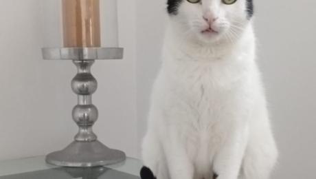 Gata desaparecida no Caniço