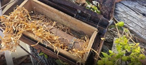 Encontrado projétil de guerra em Santa Cruz