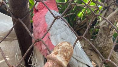 Catatua encontrada na Choupana