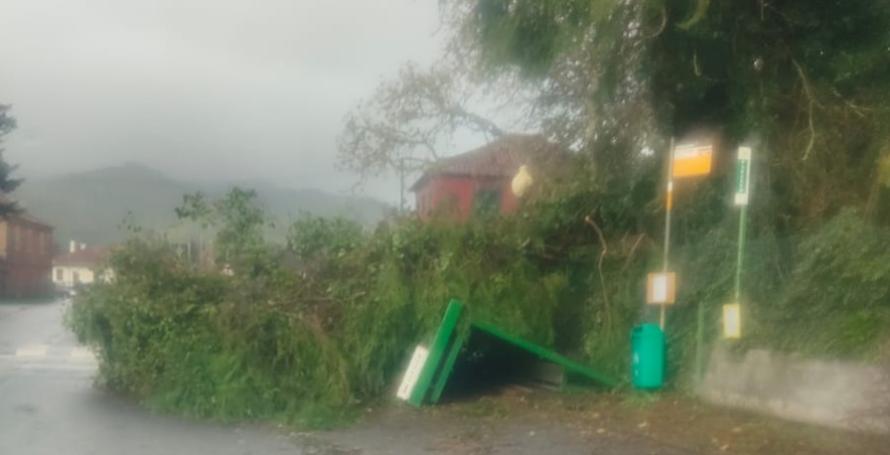 Árvore destrói paragem de autocarros