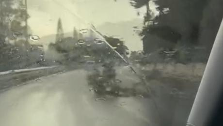 Dois galhos a meio da via rápida